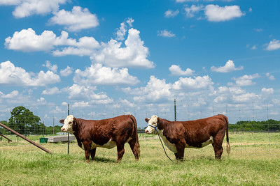 Hereford_in_Pasture